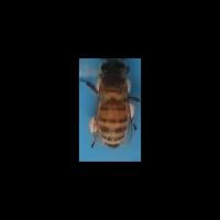 Bee project thumbnail