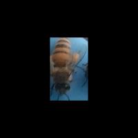 Bee2 project thumbnail