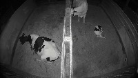 cow-weaning project thumbnail