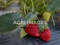 Strawberry-Flower project thumbnail