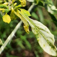 chili disease detection project thumbnail