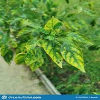 chili disease project thumbnail
