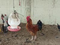 Status Kesehatan Ayam 3 project thumbnail