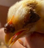Poultry Disease Detection  project thumbnail