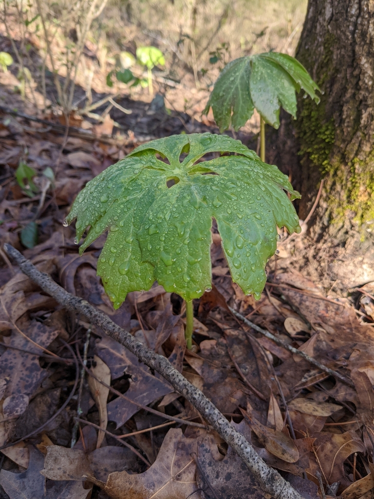 Researching Local Plant Dangers