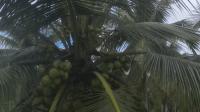 coconut-bunch-detection project thumbnail