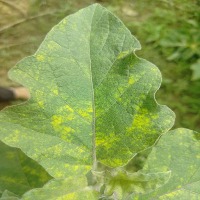 brinjal_leaf_spot project thumbnail