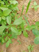WEED_Alternanthera philoxeroides project thumbnail