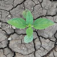 weed detection project thumbnail
