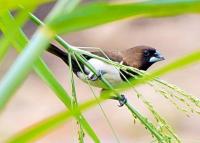 Bird Detection project thumbnail