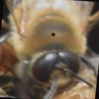 Diseased_Drone project thumbnail