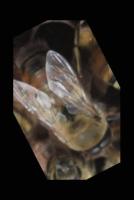 drone_Bee project thumbnail