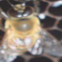 Drone_Mites project thumbnail