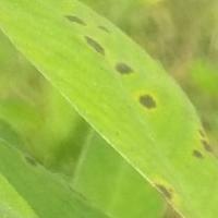 Corcespora Leaf Spot  project thumbnail