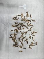 soybean pod  project thumbnail