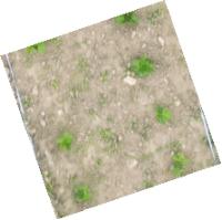 Competition (soybean only project thumbnail