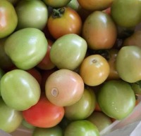 tomato detection ripeness + rotten project thumbnail