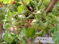 Tomato Sorting project thumbnail