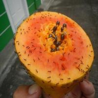 fruitobjectdetection project thumbnail