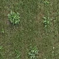 Weed Object Detection Dataset by YOLO