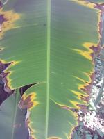 fusarium wilt project thumbnail