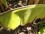 xanthomonas wilt project thumbnail