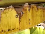 bacterial wilt project thumbnail