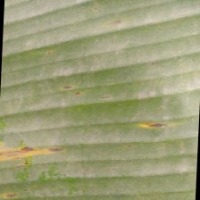 Leaf Disease Detection project thumbnail