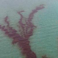 oiloil project thumbnail