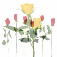 flowers project thumbnail
