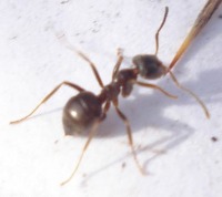 Ants Orig project thumbnail