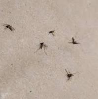 MosquitoDetection project thumbnail