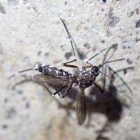 mosquito project thumbnail