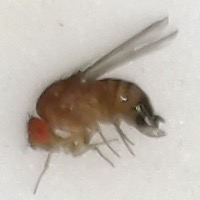 fly project thumbnail