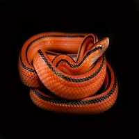 Snake detection Object Detection Model by Indian Institute of ...