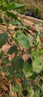 croton_bonplandianus project thumbnail