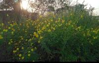 Bidens_sulphurea project thumbnail