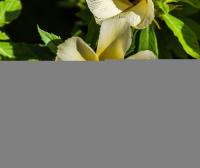 Turnera_subulata project thumbnail