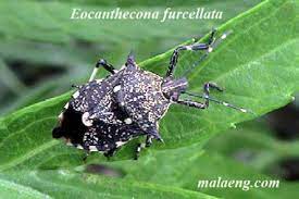 Ukun Insect Kusk AI Pest Detect Object Detection Model by 126 Thanakool Wongsutthikul