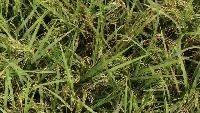 Rice Panicle project thumbnail