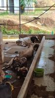 cattle detection project thumbnail
