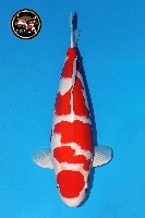 Fish breeds project thumbnail