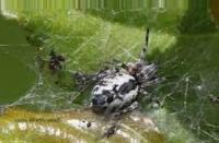 Insect project thumbnail