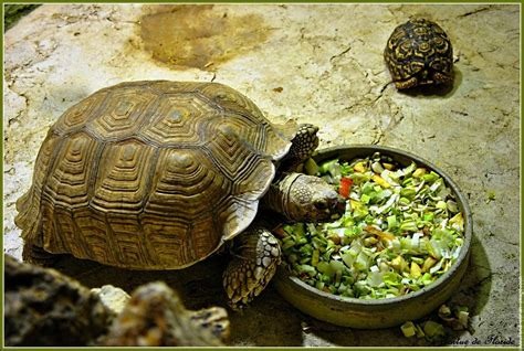 Turtle Computer Vision turtle Object Detection Dataset by yoloturtle