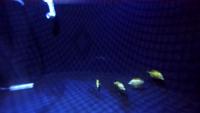uhm fish 4-keypoint project thumbnail