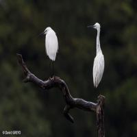 3birds project thumbnail