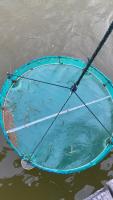 Shrimp Detection project thumbnail