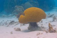 coral detection project thumbnail
