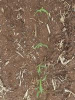 corn_ALL project thumbnail