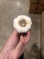 garlic-root project thumbnail